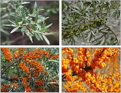 Phytochemistry, health benefits, and food applications of sea buckthorn (Hippophae rhamnoides L.): A comprehensive review